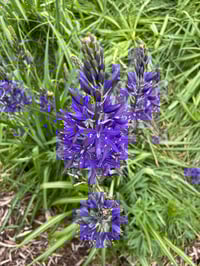 Image 1 of Great Camas Bulbs : Camassia leichtlinii