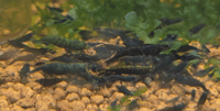 Image 1 of Dark Green Jade Neocaridina Shrimp 
