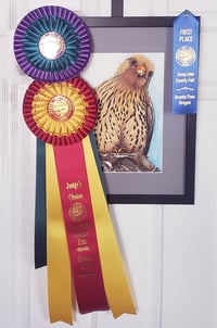 Image 3 of Merlin Falcon - Watercolor Original Art - Award Winning!