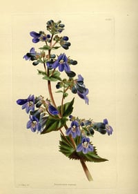 Image 4 of Broad-Leaved Penstemon : Penstemon ovatus