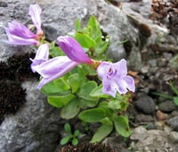 Barrett's Penstemon : Penstemon barrettiae