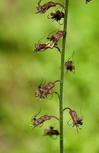 Image 4 of Piggyback Plant : Tolmiea menziesii