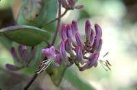 Image 1 of Pink honeysuckle : Lonicera hispidula