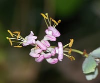 Image 3 of Pink honeysuckle : Lonicera hispidula