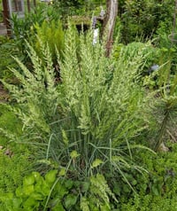 Image 1 of Prairie Junegrass : Koeleria macrantha