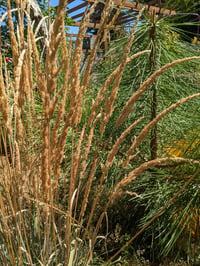 Image 3 of Prairie Junegrass : Koeleria macrantha