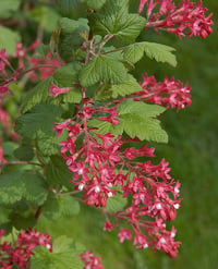 Red Flowering Currant : Ribes sanguineum