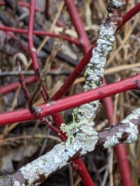 Image 2 of Red Twig Dogwood : Cornus sericea