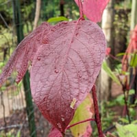 Image 3 of Red Twig Dogwood : Cornus sericea