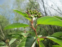 Image 4 of Red Twig Dogwood : Cornus sericea