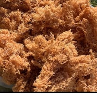 BULK DRIED SEA MOSS 