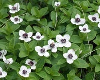 Image 2 of Bunchberry : Cornus canadensis