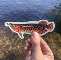 Image 1 of red asian arowana sticker