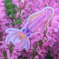 Image 1 of transparent bigfin reef squid sticker