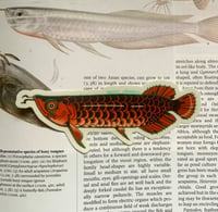 Image 2 of red asian arowana sticker