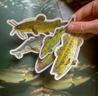 Image 2 of THE BIG CATCH - fish sticker bundles