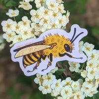 Image 1 of squash bee sticker