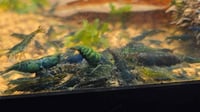 Image 2 of Dark Green Jade Neocaridina Shrimp 