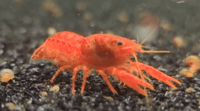 Image 2 of Orange Dwarf Mexican Crayfish (CPO)