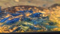 Image 1 of Blue Velvet Neocaridina Shrimp