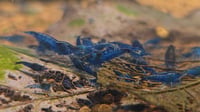 Image 3 of Blue Velvet Neocaridina Shrimp