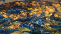 Image 2 of Blue Velvet Neocaridina Shrimp