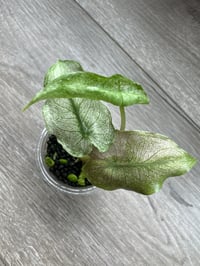Image 1 of Alocasia Pink Dragon 'Stardust' (PDS1)