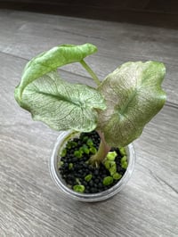 Image 2 of Alocasia Pink Dragon 'Stardust' (PDS1)