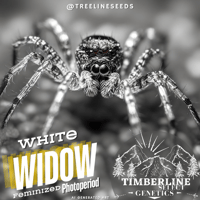Image 1 of Timberline Select ~ White Widow
