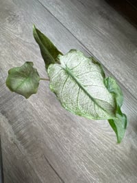 Image 1 of Alocasia Pink Dragon ‘Stardust’ (PDS2)