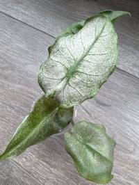 Image 2 of Alocasia Pink Dragon ‘Stardust’ (PDS2)