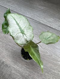 Image 3 of Alocasia Pink Dragon ‘Stardust’ (PDS2)