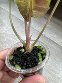 Image 4 of Alocasia Pink Dragon ‘Stardust’ (PDS2)