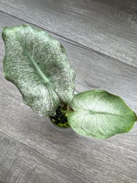 Image 1 of Alocasia Pink Dragon ‘Stardust’ (PDS3)