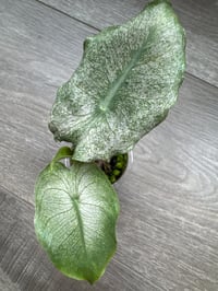 Image 2 of Alocasia Pink Dragon ‘Stardust’ (PDS3)