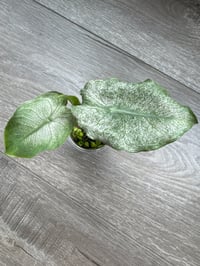 Image 3 of Alocasia Pink Dragon ‘Stardust’ (PDS3)