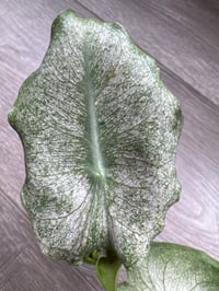 Image 4 of Alocasia Pink Dragon ‘Stardust’ (PDS3)
