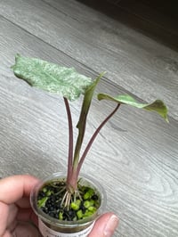 Image 5 of Alocasia Pink Dragon ‘Stardust’ (PDS3)