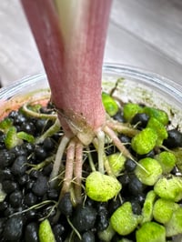Image 6 of Alocasia Pink Dragon ‘Stardust’ (PDS3)