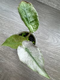 Image 1 of Alocasia Pink Dragon ‘Stardust’ (PDS4)