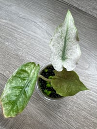 Image 2 of Alocasia Pink Dragon ‘Stardust’ (PDS4)