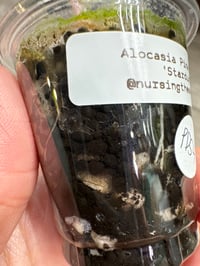 Image 4 of Alocasia Pink Dragon ‘Stardust’ (PDS4)