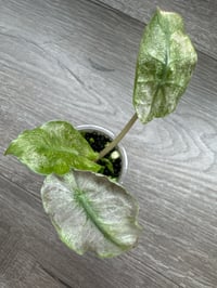 Image 1 of Alocasia Pink Dragon ‘Stardust’ (PDS5)