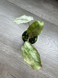 Image 2 of Alocasia Pink Dragon ‘Stardust’ (PDS5)