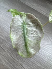 Image 3 of Alocasia Pink Dragon ‘Stardust’ (PDS5)