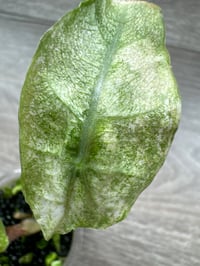Image 4 of Alocasia Pink Dragon ‘Stardust’ (PDS5)