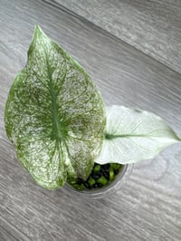 Image 1 of Alocasia Pink Dragon ‘Stardust’ (PDS6)