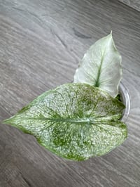 Image 2 of Alocasia Pink Dragon ‘Stardust’ (PDS6)