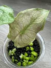 Image 2 of Alocasia Pink Dragon ‘Stardust’ (PDS7)