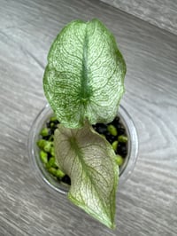 Image 3 of Alocasia Pink Dragon ‘Stardust’ (PDS7)